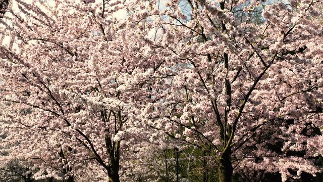 Kirschbaume in voller Bl&uuml;te
