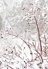 Red rosehip, wild rose in snowy winter