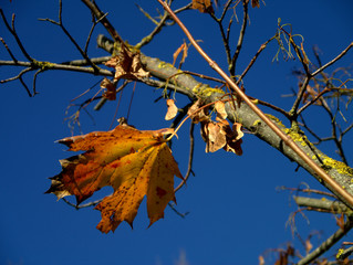 Autumn tree branch and leaf