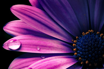 osteospermum ecklonis