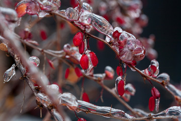 The first kiss of winter -  red berries on dark background ... Freezing rain, natural disasters 