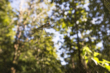 A giant spider in spider web on green natural background