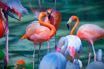 Pink flamingos feeding on water