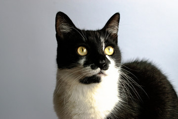 Obraz premium Tuxedo cat on a gray background