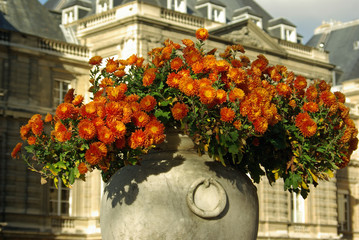 Pots à chrysanthèmes orange en automne