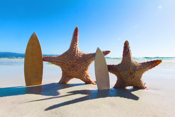 Fototapeta na wymiar Starfish surfers on beach