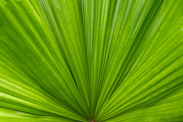 Palmenblatt - Nahaufnahme