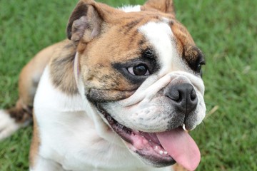 Fototapeta premium English Bulldog