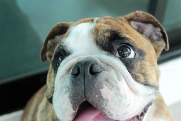 English Bulldog