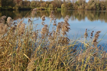 Reed on the shore of a lake in late autumn. Salzachsee, Salzburg, Austria, Europe.