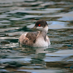 Portrait of an adult black-necked grebe (Podiceps nigricollis) i