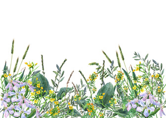 Panoramic view of wild meadow flowers and grass on white background. Horizontal border with flowers and herbs. Watercolor hand painting illustration.