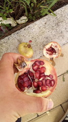 Pomegranate