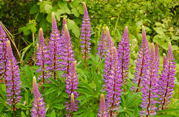 Purple lupin flowers