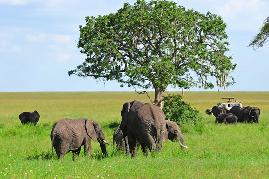 éléphant sauvage d'afrique