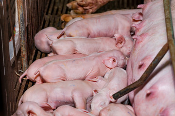 Little Pig sleeping after eating milk from mother pig finished.