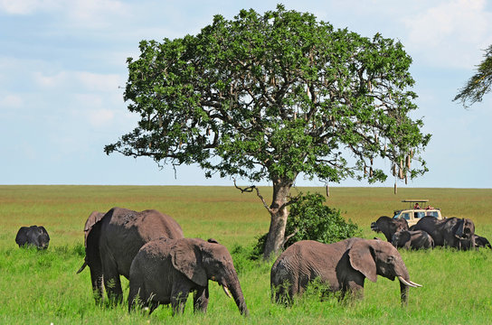 éléphant sauvage d'afrique