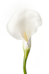 Calla