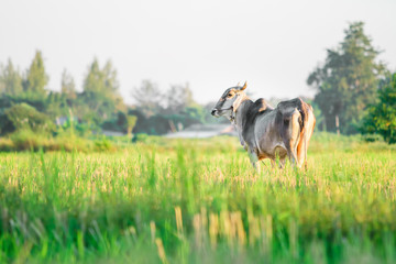 Thai Native Breed Cow on grass
