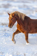 Beautiful red horse with long blond mane run in snow field