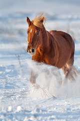 Beautiful red horse with long blond mane run in snow field