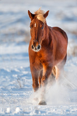 Beautiful red horse with long blond mane run in snow field