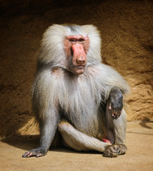 Portrait of adult male hamadryas baboon