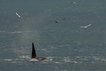 killer whale, patagonia, Argentina