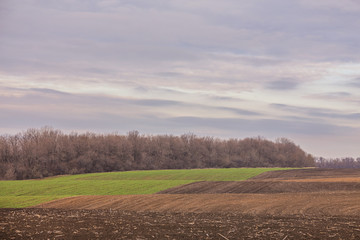 Fototapeta premium Field crops leading