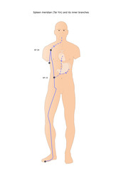 acupuncture: spleen meridian (Tai Yin) and its inner branches - obrazy, fototapety, plakaty