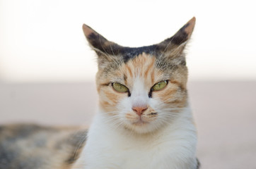 Serious cat