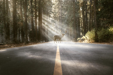 Naklejka premium Jeleń stoi na leśnej drodze