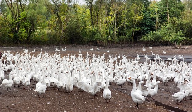 Herd of white geese