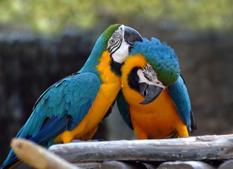 Parrot lovers timber © kiddeephoto