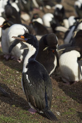 Fototapeta premium Imperial Shag (Phalacrocorax atriceps albiventer) standing on the edge of a large colony of birds on Saunders Island on the Falkland Islands