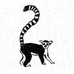 Hand drawn icon with textured lemur vector illustration © SlothAstronaut
