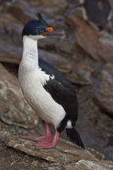 Imperial Shag (Phalacrocorax atriceps albiventer) standing on a cliff on Saunders Island on the Falkland Islands