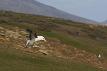 Fototapeta premium Black-browed Albatross (Thalassarche melanophrys) coming in to land on the cliffs of Saunders Island in the Falkland Islands.