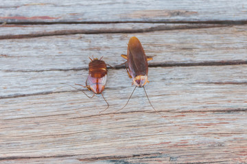 Dead cockroaches in an apartment house on the background of the
