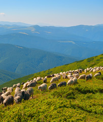 Fototapeta na wymiar Sheep's pasture in the mountains