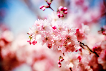 Blue and pink wide background with cherry blossoms. pink spring