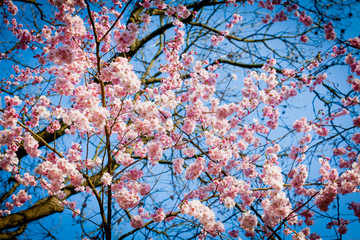 Sakura flower on nature background. pink spring blossom backgrou