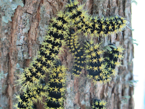 Moth caterpillars - Hylesia nigricans
