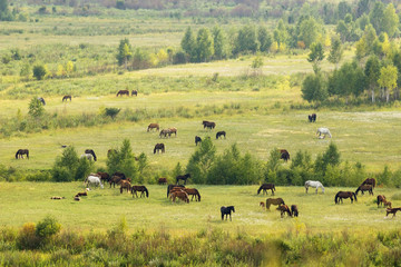 Russia. Khakassia. Horses eating grass in the field.
