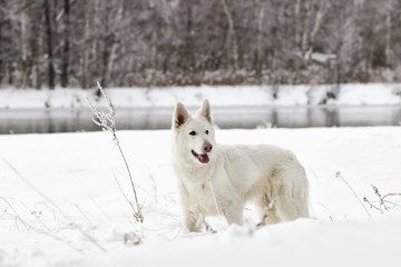 Swiss Shepherd Dog, looking