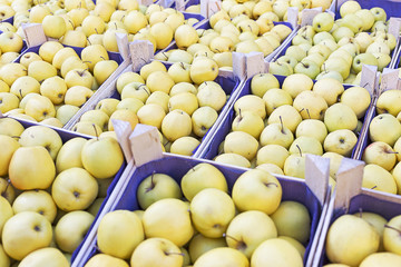 Apple showcase at the farmers Market
