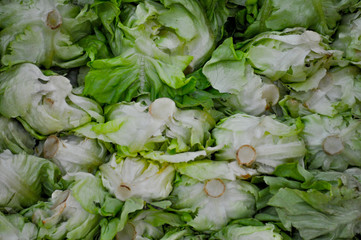 lettuce background
