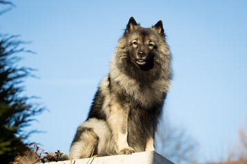 Imposanter Wolfsspitz im November