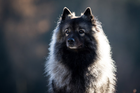 Imposanter Wolfsspitz im November