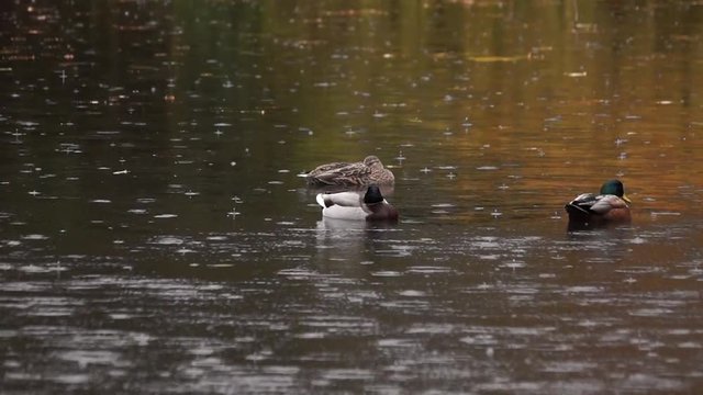 Schwimmende Enten im Regen